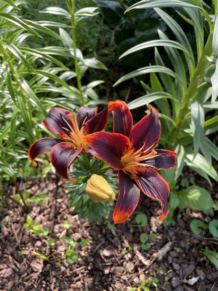 Asiatic Lilies Popping Off!