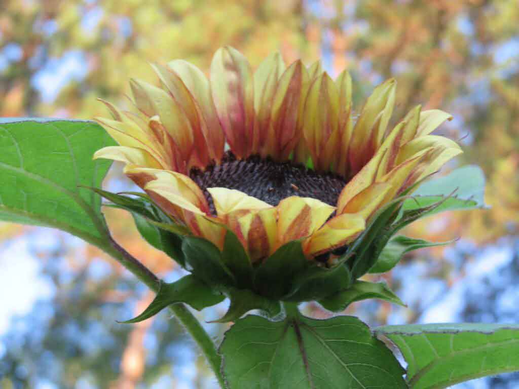 Sunflower plum cut