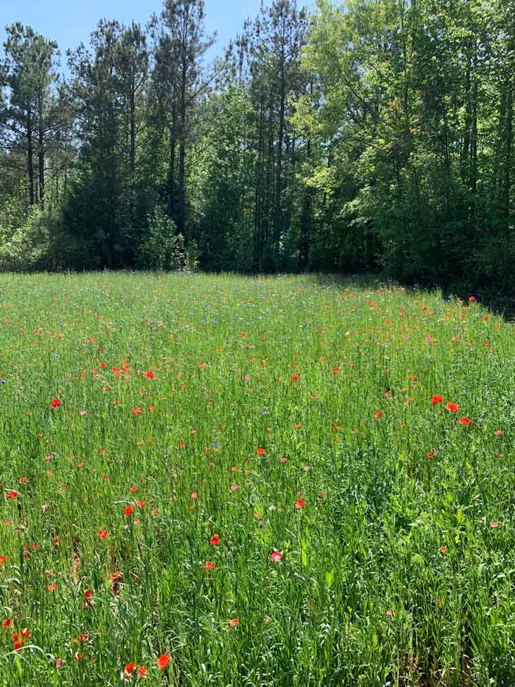 Southeast Wildflower Seed Mix