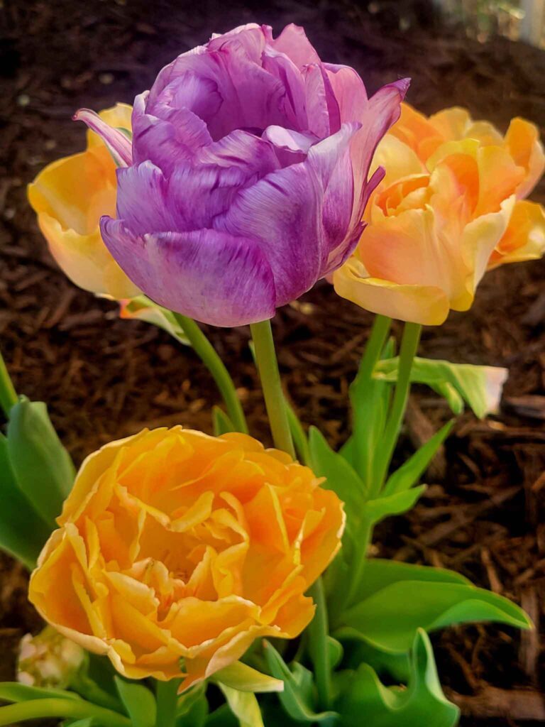 Our beautiful Tulip Mix