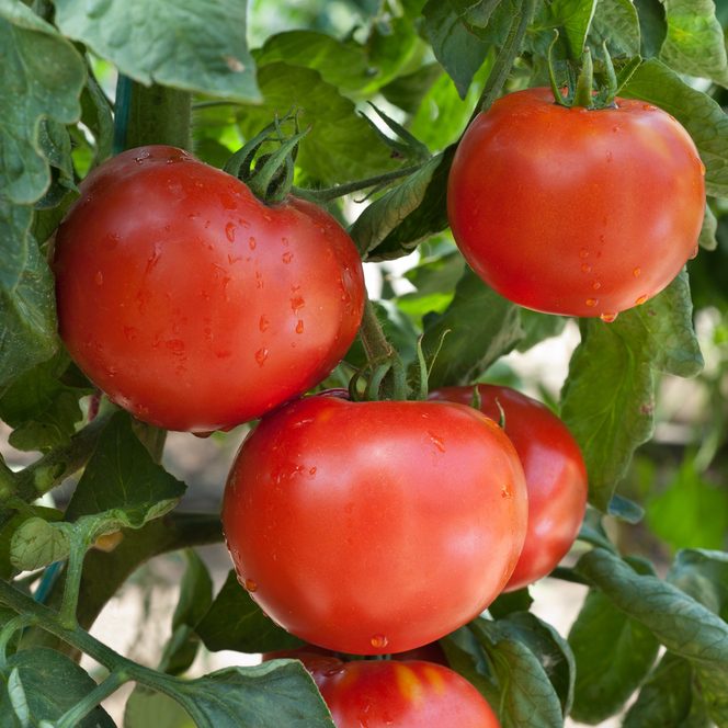 Keeping Tomatoes Free of Blossom End Rot