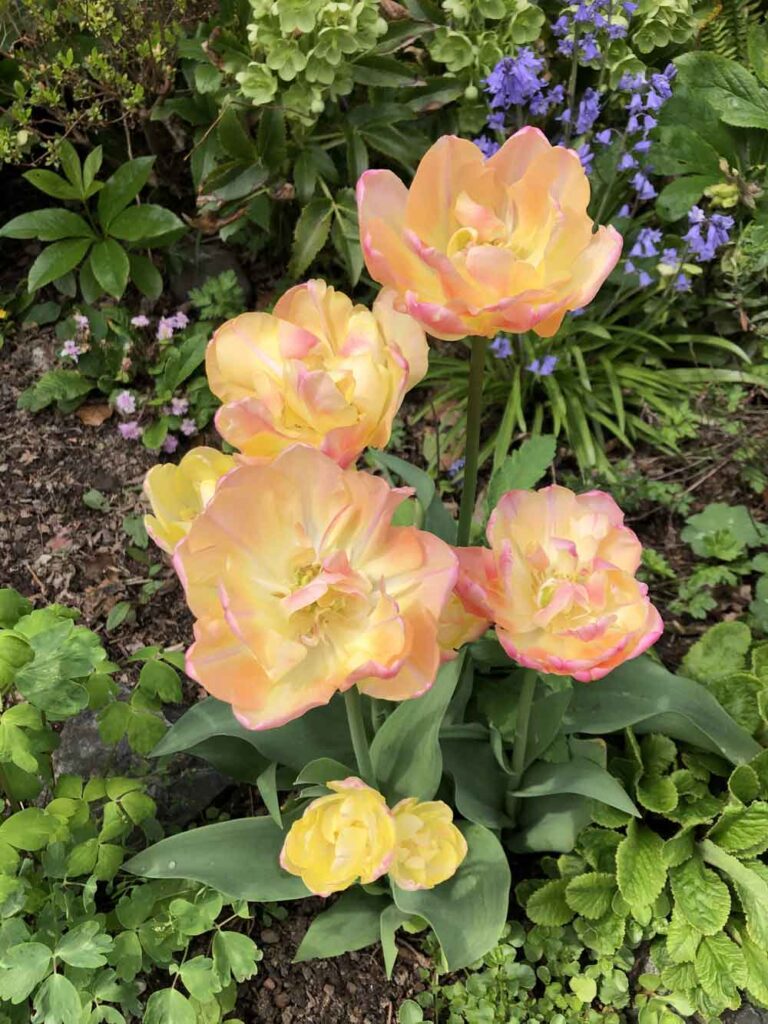 My favorite tulip this year!