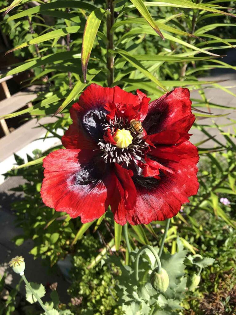 Bees love poppies!