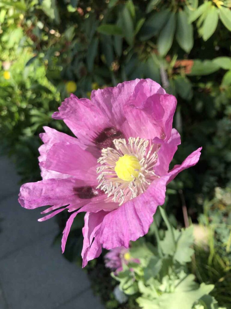 Great year for poppies!