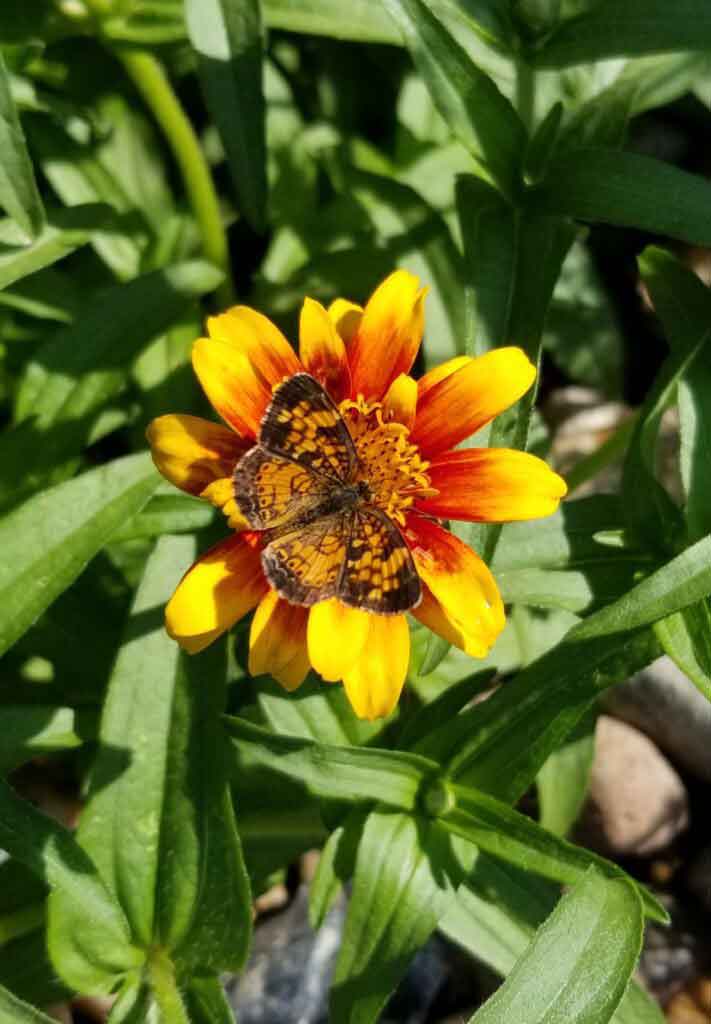 Pearl crescent butterfly on zinnia