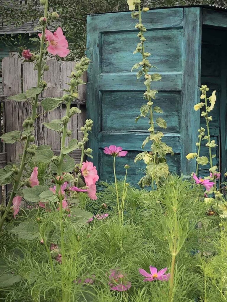 Hollyhock and cosmos and teal, oh my!