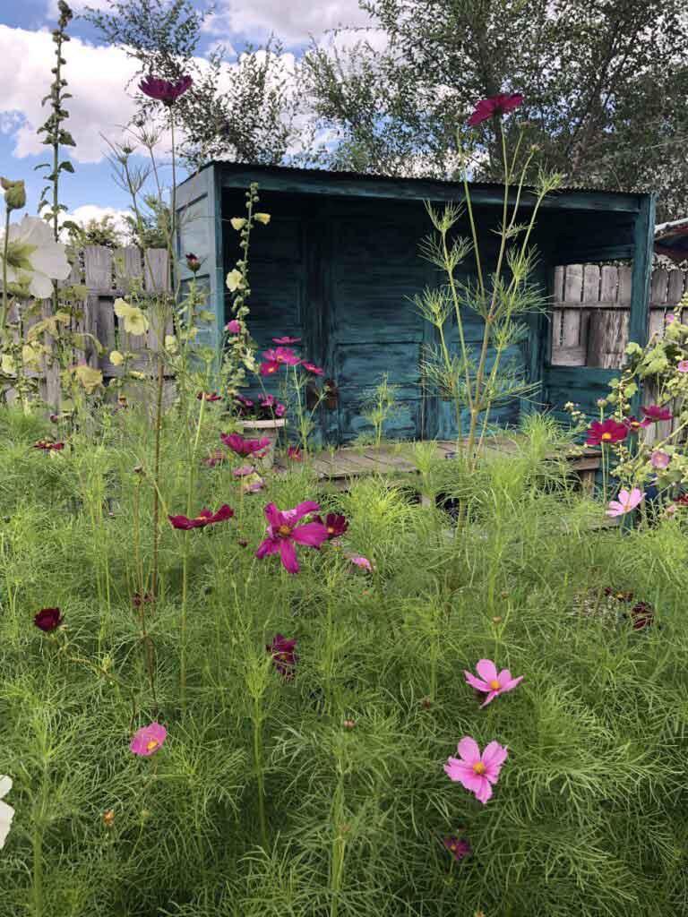 Cosmos with my teal flower shed bench
