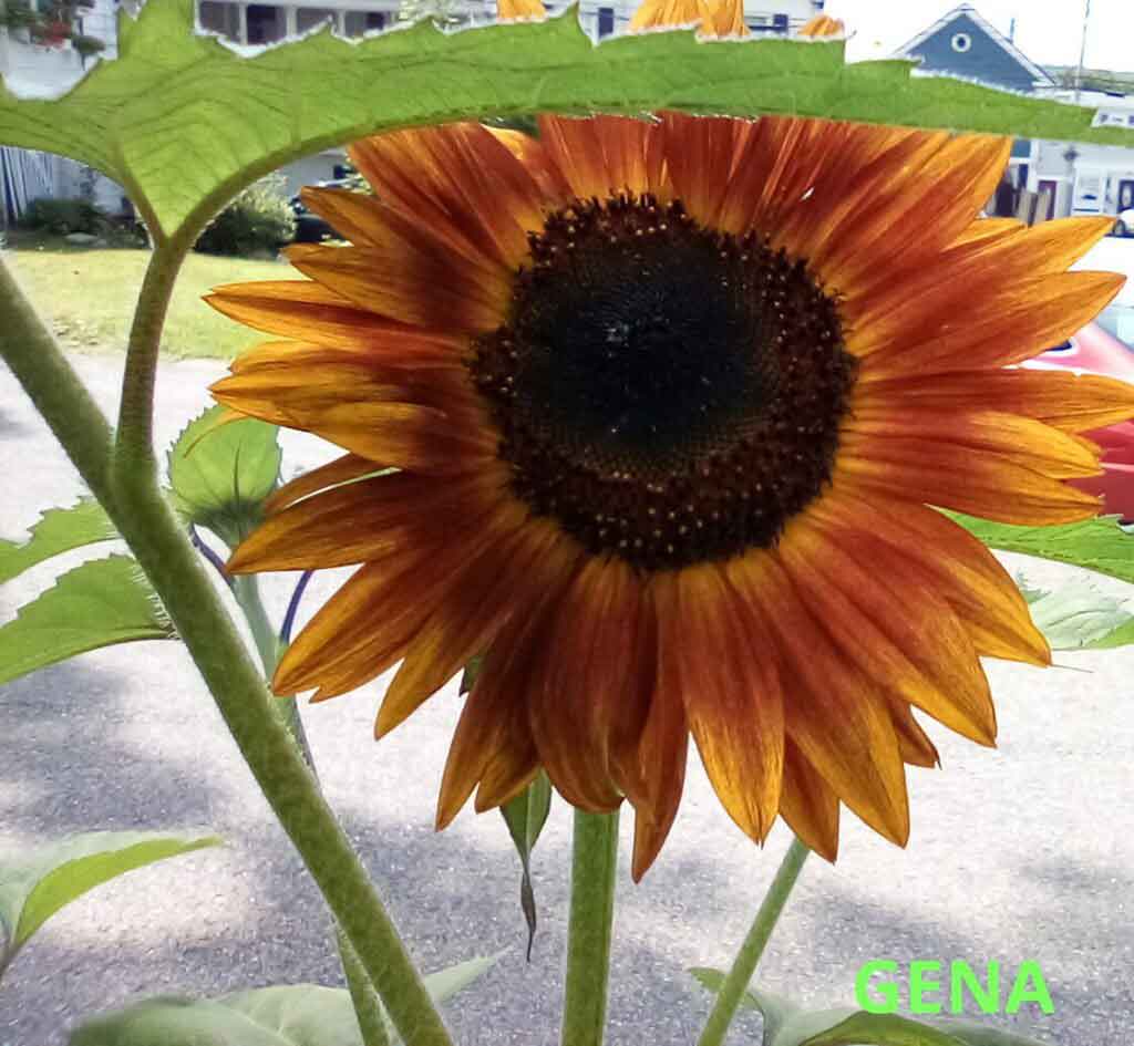 Winking Sunflower