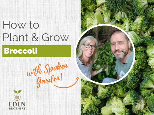 How to Plant and Grow Broccoli from Seed