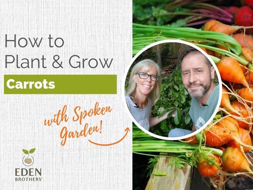 How to Plant and Grow Carrots from Seed