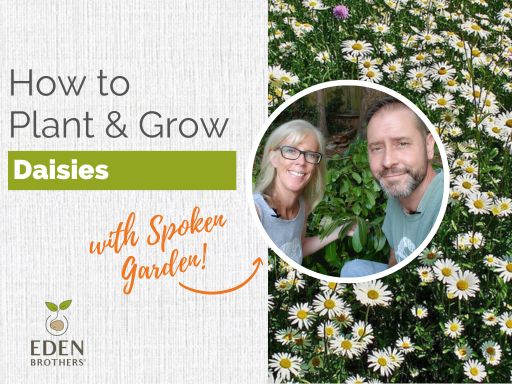 How to Plant and Grow Daisies from Seed