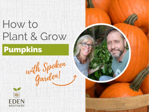 How to Plant and Grow Pumpkins from Seed