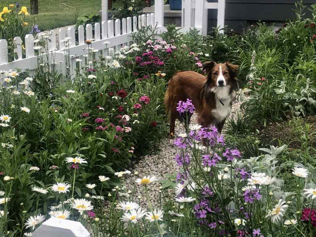dog with wildflowers