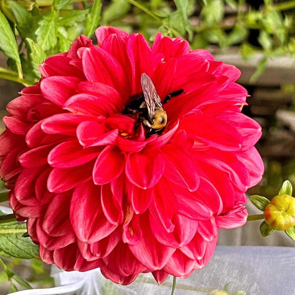 bee in red dahlia