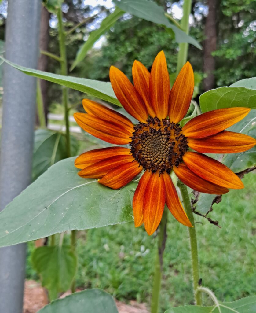 My gorgeous red sunflower