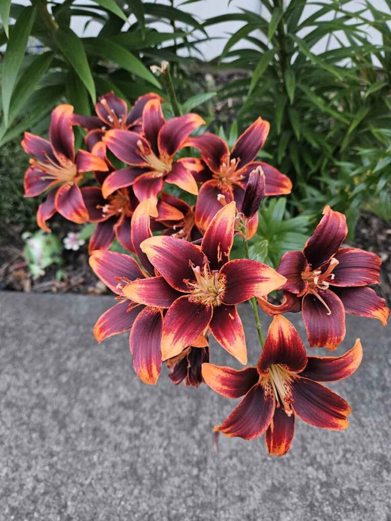 Asiatic Lily – Starlette