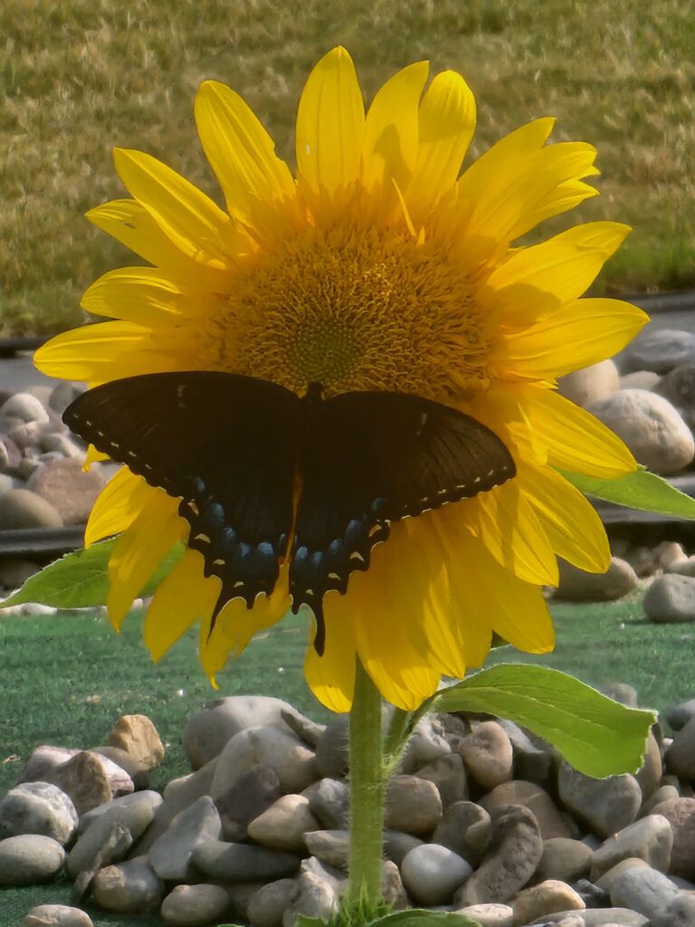 Butterfly enjoying my Teddy Bear sunflowers
