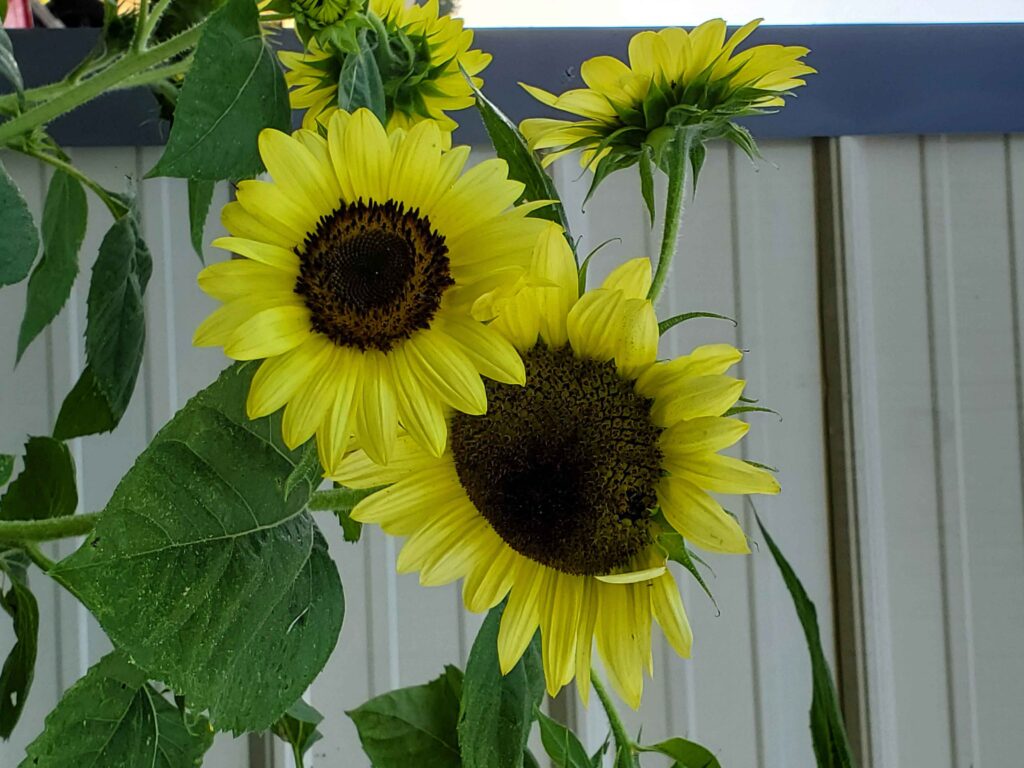 A few of my sunflowers 2023