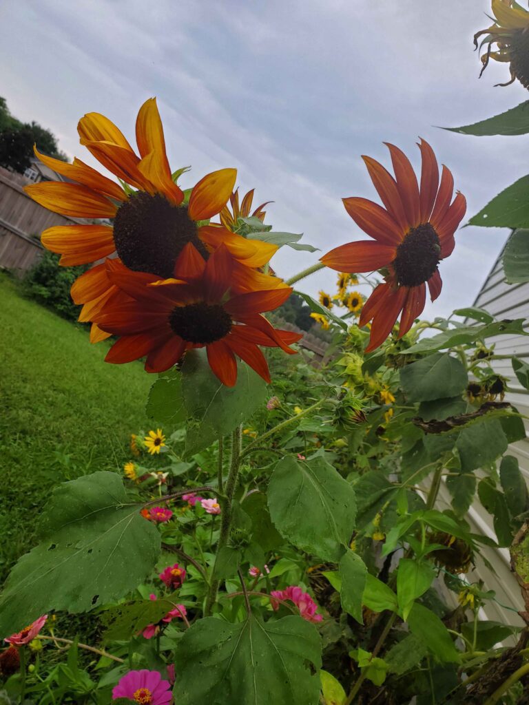 Sunflowers 2023