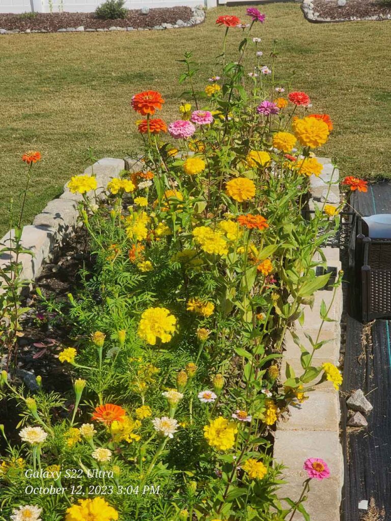 Zinnias and African Marigolds