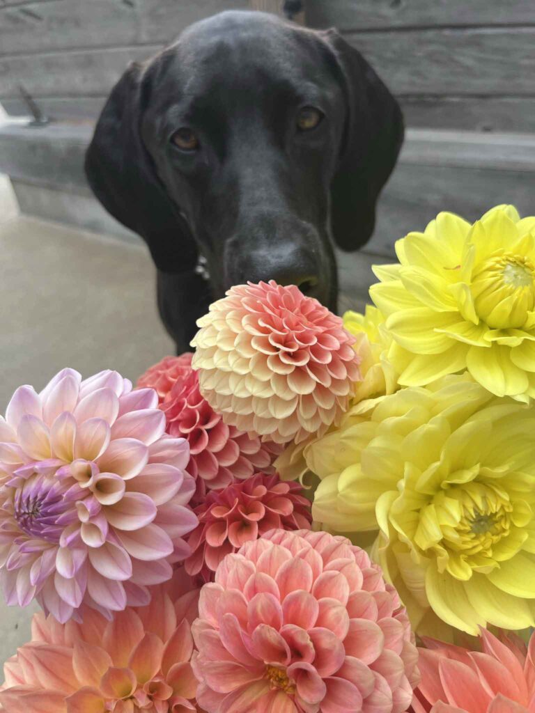 dahlias and puppers