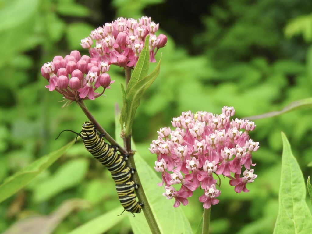 Milkweed Summons a New Visitor