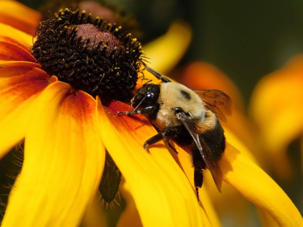 Bumble Bee on Daisy Gloriosa