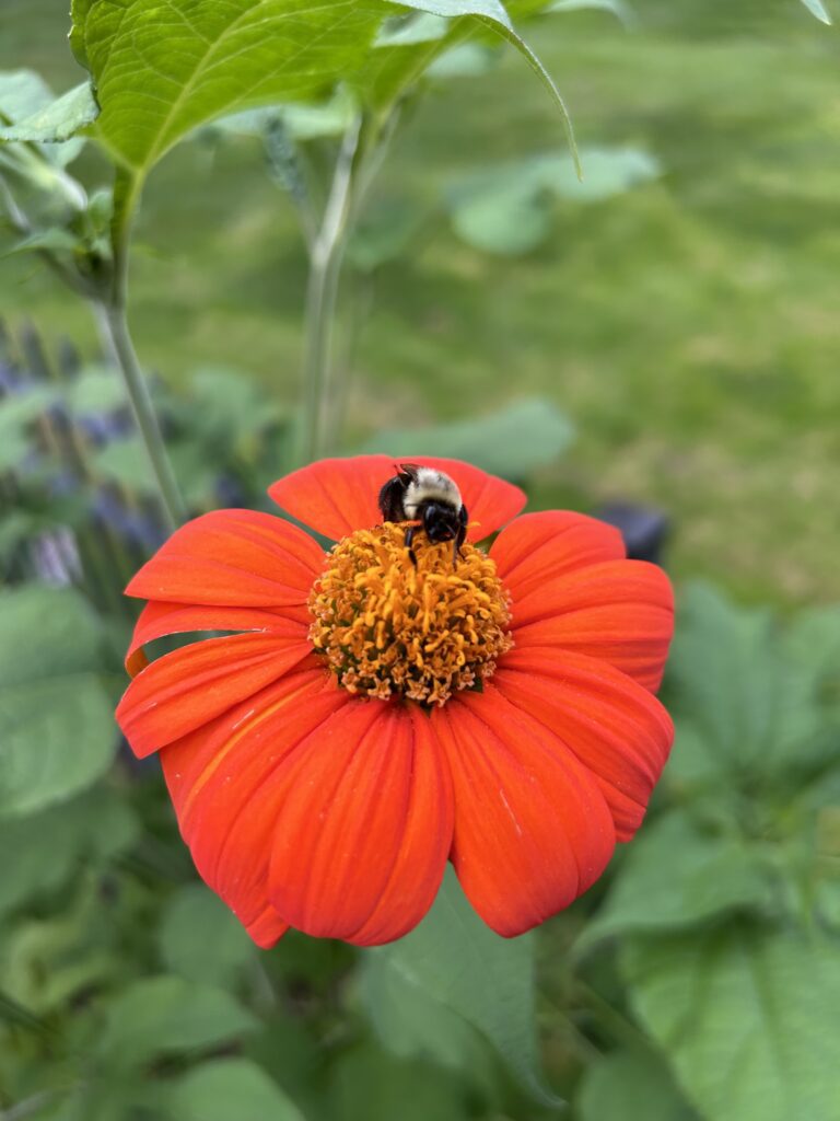 Bee on Mexican Sunflower