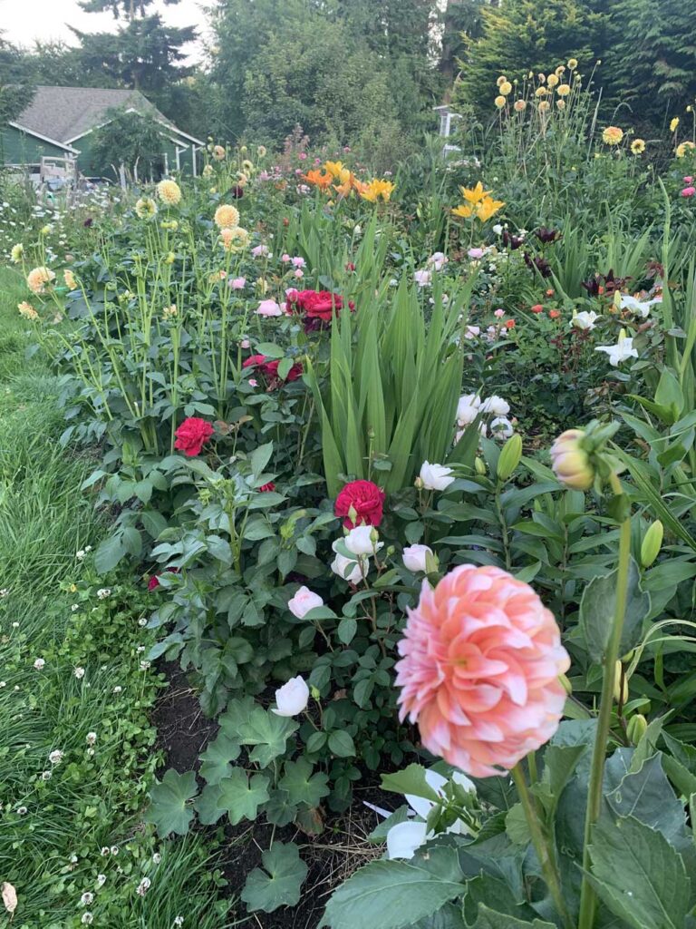 Roses, and dahlias and asiatic lily’s