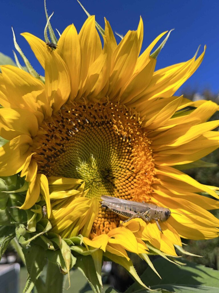 sunflower with grasshopper