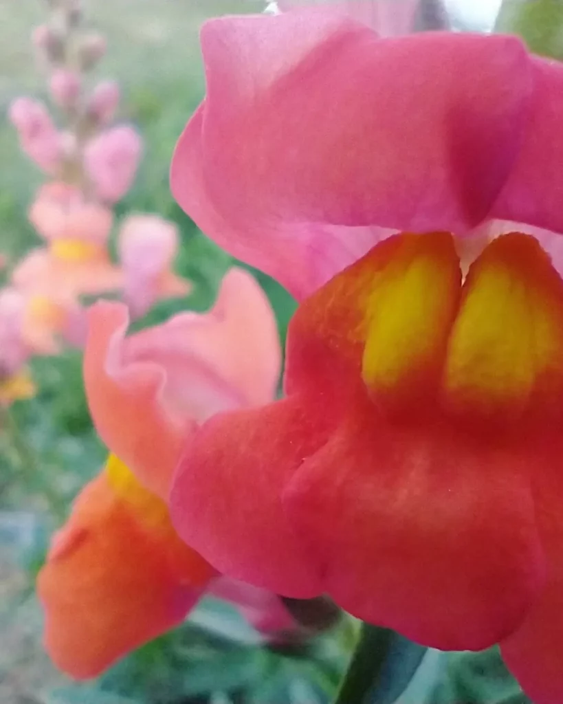 A Snap of the Snapdragons