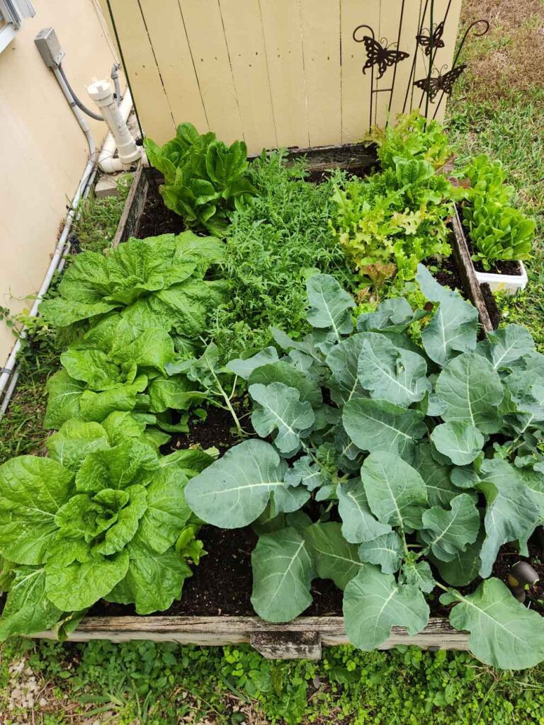 Garden vegetables.