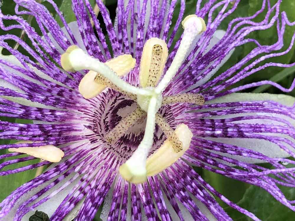 Passion for Passion flower