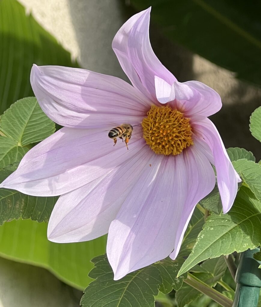 Bee on a Dahlia tree