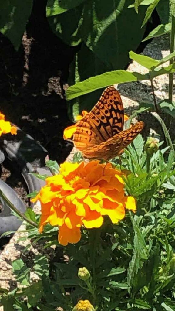 Butterfly on a marigold
