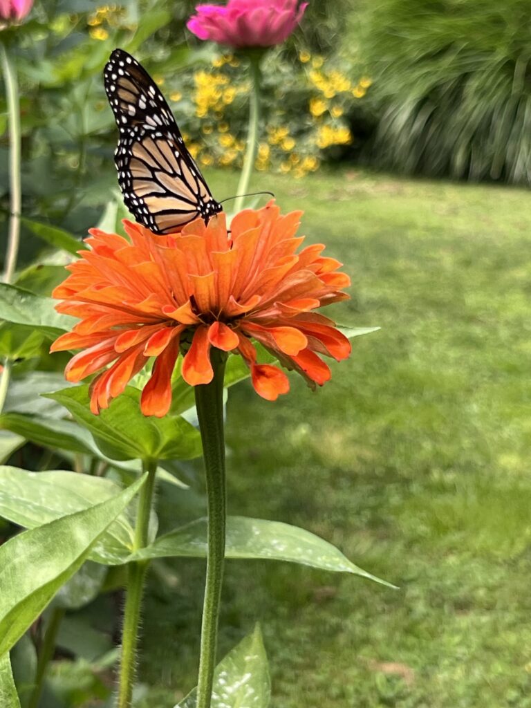 Monarch on a Zinnia