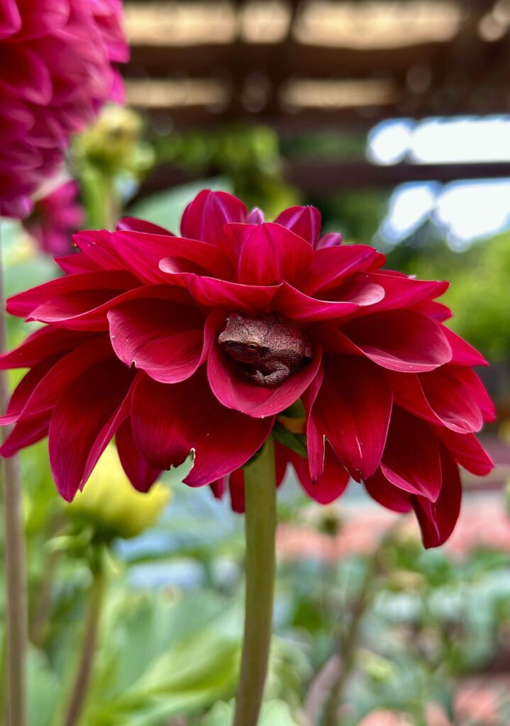 dahlia with frog