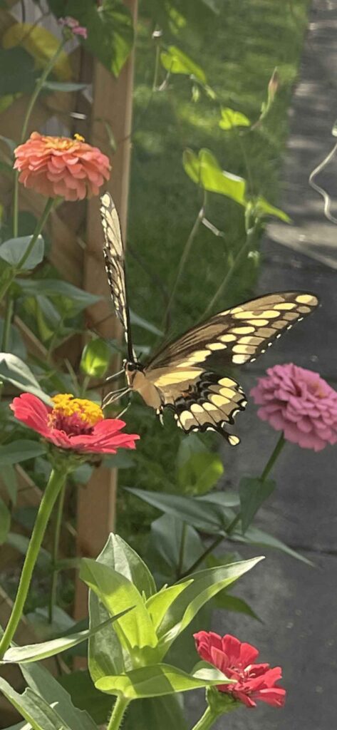 Beautiful pollinator!