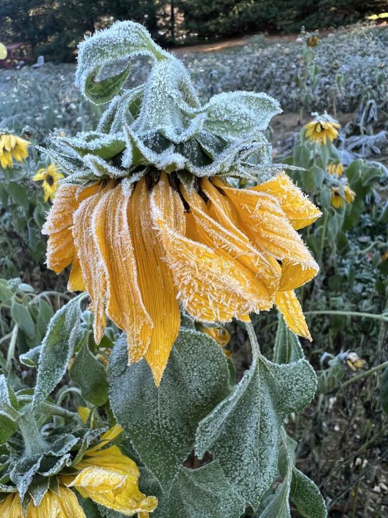 frosted sunflower