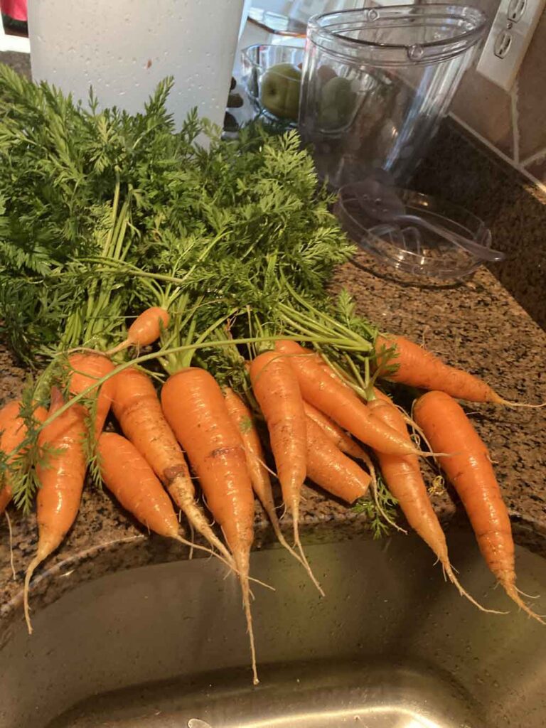 Carrots from my Wee Garden