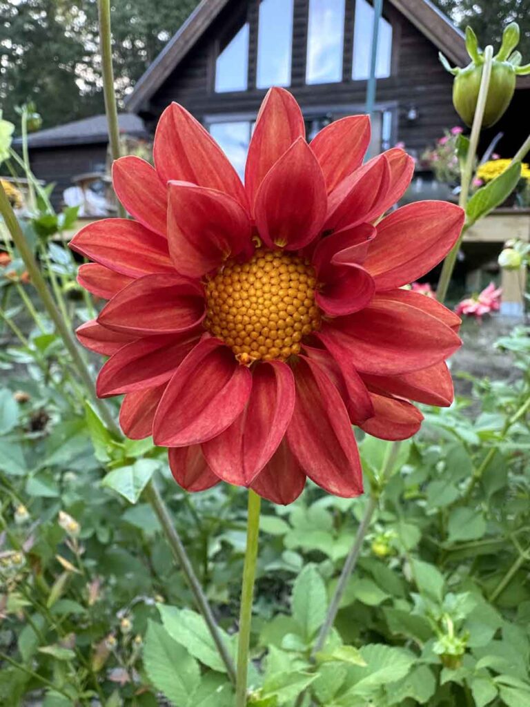 My Dahlia grown from seed