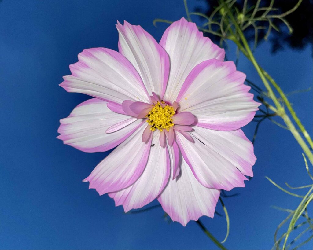pink and white cosmos