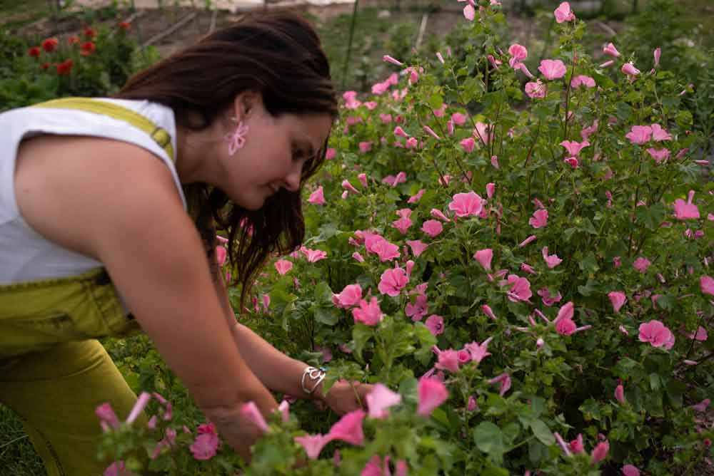 Rose mallow harvest