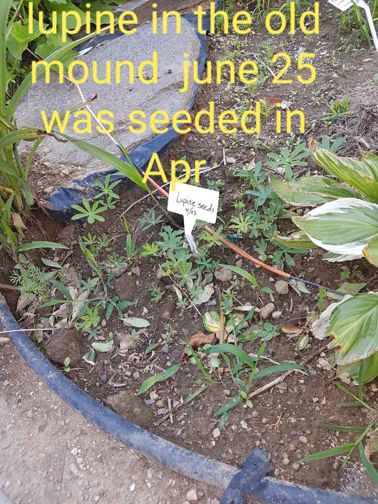 Lupine Seedlings in June