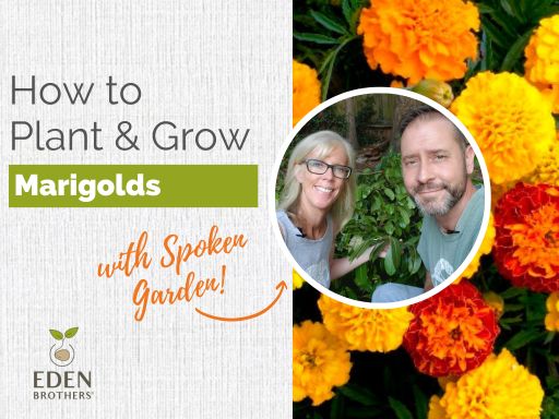 How to Plant and Grow Marigolds from Seed