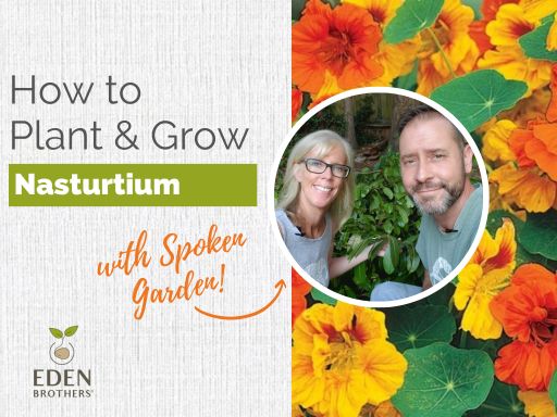 How to Plant and Grow Nasturtium from Seed