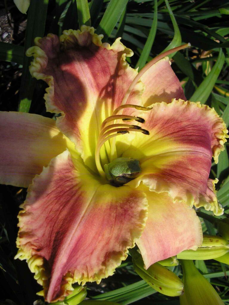 daylily with frog