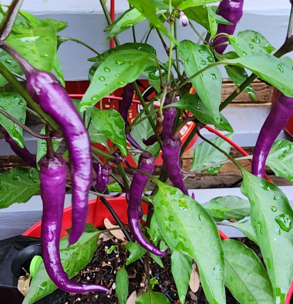 Perfect Purple Peppers!