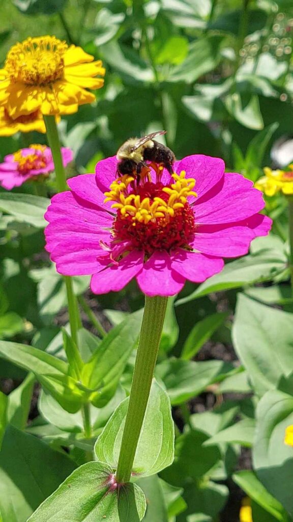 Happy Pollinator