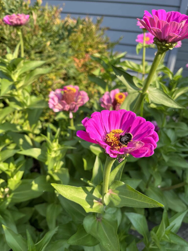 Bees and zinnias